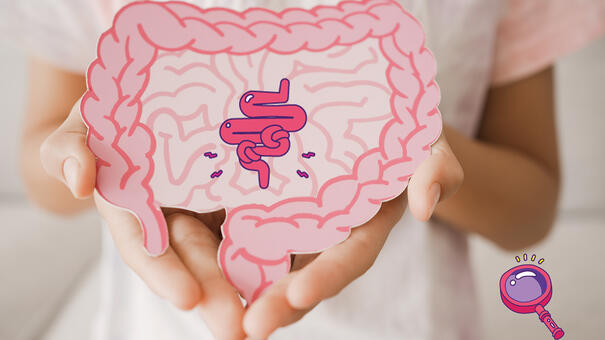 Photo d'une personne tenant dans ses mains un système digestif en dessin