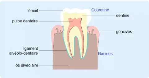 Vue en coupe de la constitution d'une dent