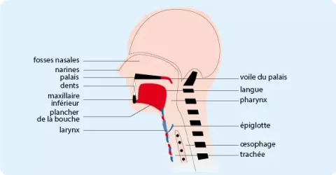 vue de la section de la tête et de la gorge avec les différents éléments les constituants